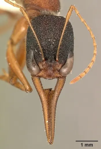 Harpegnathos saltator specimen CASENT0101783 image casent0101783_2
