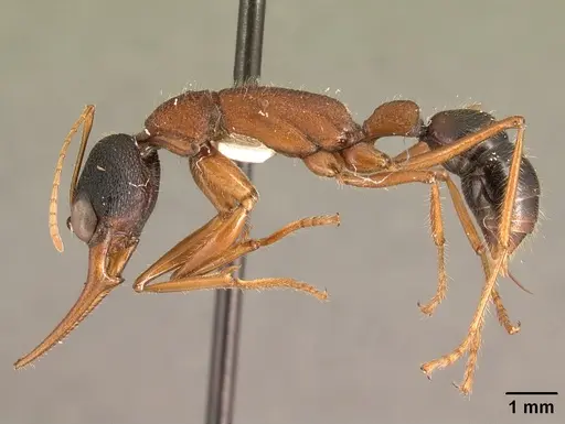 Harpegnathos saltator specimen CASENT0101783 image casent0101783_3