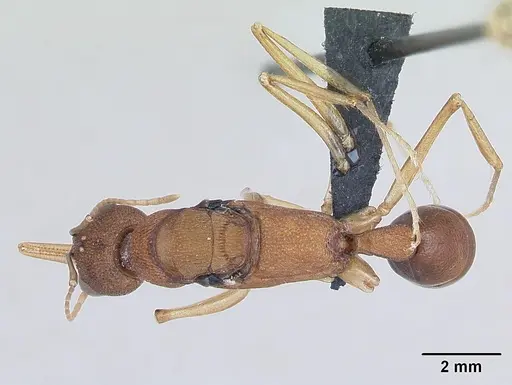 Harpegnathos saltator specimen CASENT0173581 image casent0173581_1