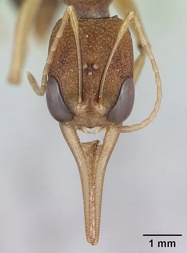 Harpegnathos saltator specimen CASENT0173581 image casent0173581_2