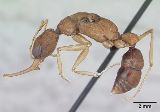 Harpegnathos saltator specimen CASENT0173581 image casent0173581_3