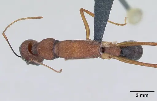 Harpegnathos saltator specimen CASENT0173582 image casent0173582_1