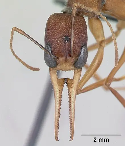 Harpegnathos saltator specimen CASENT0173582 image casent0173582_2