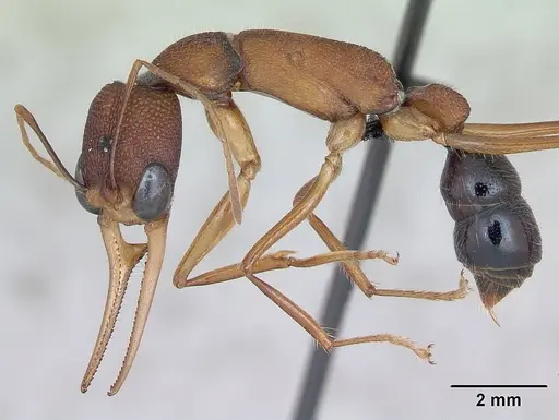 Harpegnathos saltator specimen CASENT0173582 image casent0173582_3