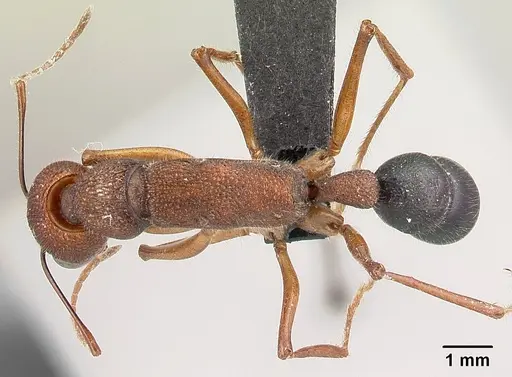 Harpegnathos saltator specimen CASENT0179535 image casent0179535_1