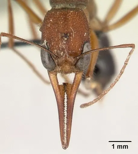 Harpegnathos saltator specimen CASENT0179535 image casent0179535_2