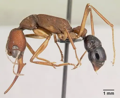 Harpegnathos saltator specimen CASENT0179535 image casent0179535_3