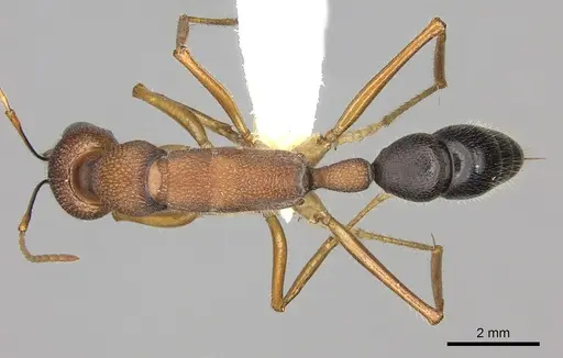Harpegnathos saltator specimen CASENT0260424 image casent0260424_1