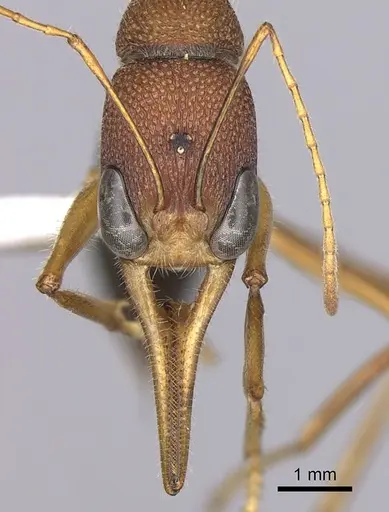 Harpegnathos saltator specimen CASENT0260424 image casent0260424_2
