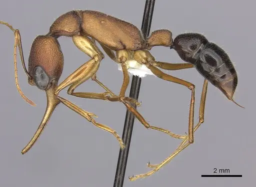 Harpegnathos saltator specimen CASENT0260424 image casent0260424_3