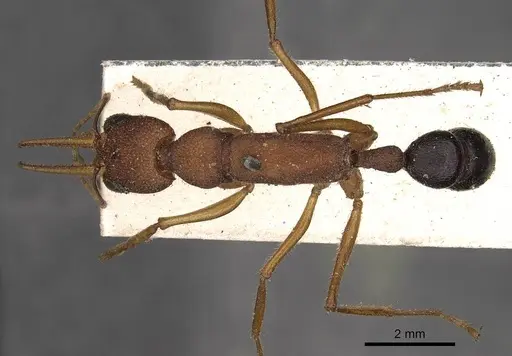 Harpegnathos saltator specimen CASENT0900659 image casent0900659_1