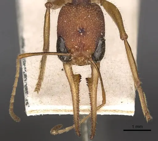 Harpegnathos saltator specimen CASENT0900659 image casent0900659_2