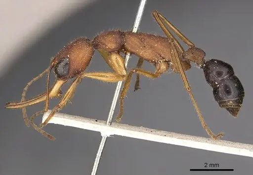 Harpegnathos saltator specimen CASENT0900659 image casent0900659_3