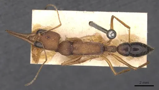 Harpegnathos saltator specimen CASENT0907213 image casent0907213_1