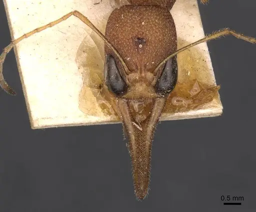 Harpegnathos saltator specimen CASENT0907213 image casent0907213_2