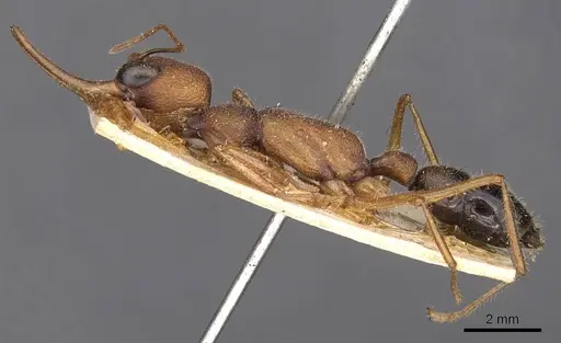 Harpegnathos saltator specimen CASENT0907213 image casent0907213_3