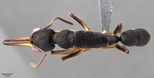 Harpegnathos venator specimen ANTWEB1041861 image antweb1041861_1