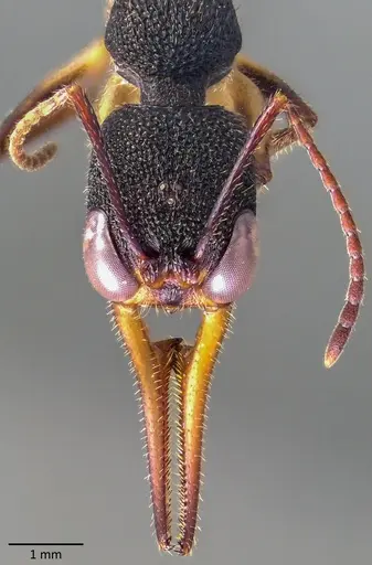 Harpegnathos venator specimen ANTWEB1041861 image antweb1041861_2