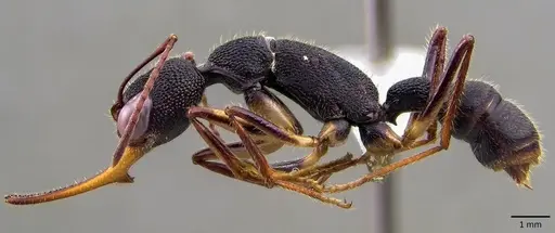 Harpegnathos venator specimen ANTWEB1041861 image antweb1041861_3