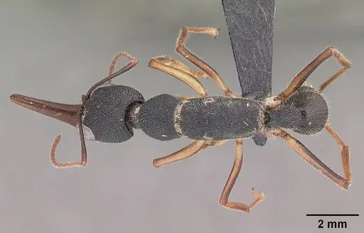 Harpegnathos venator specimen CASENT0098078 image casent0098078_1