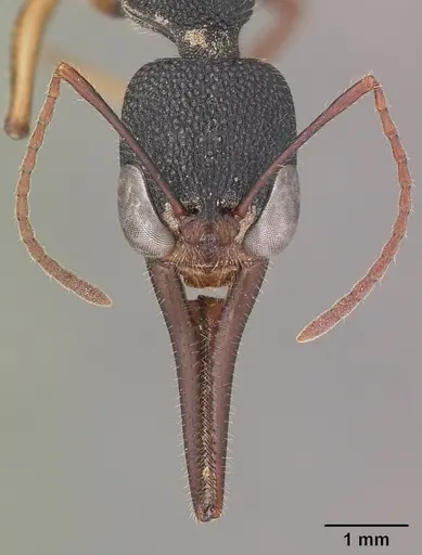 Harpegnathos venator specimen CASENT0098078 image casent0098078_2