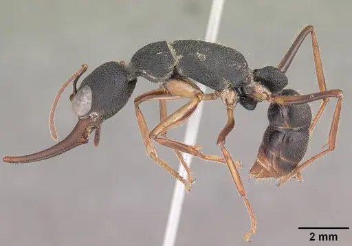 Harpegnathos venator specimen CASENT0098078 image casent0098078_3