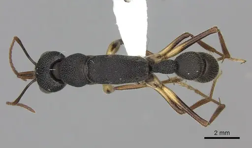 Harpegnathos venator specimen CASENT0260425 image casent0260425_1