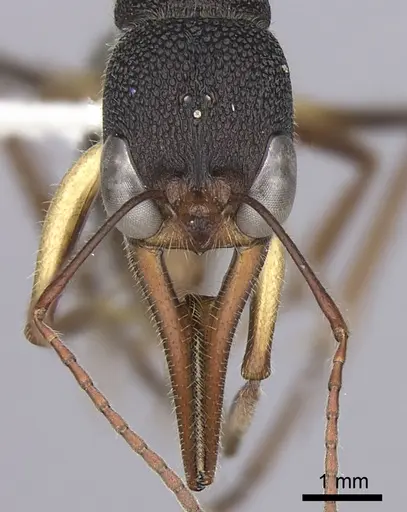 Harpegnathos venator specimen CASENT0260425 image casent0260425_2