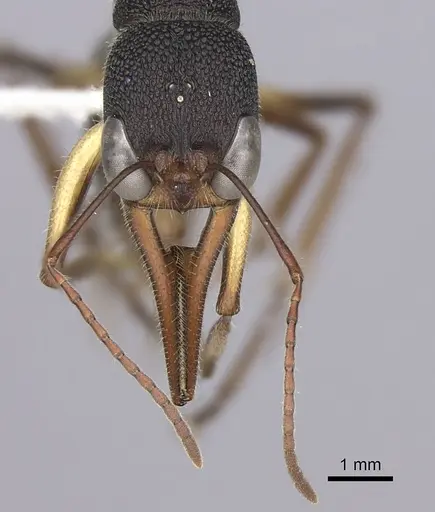 Harpegnathos venator specimen CASENT0260425 image casent0260425_3