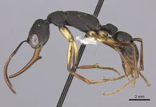 Harpegnathos venator specimen CASENT0260425 image casent0260425_4