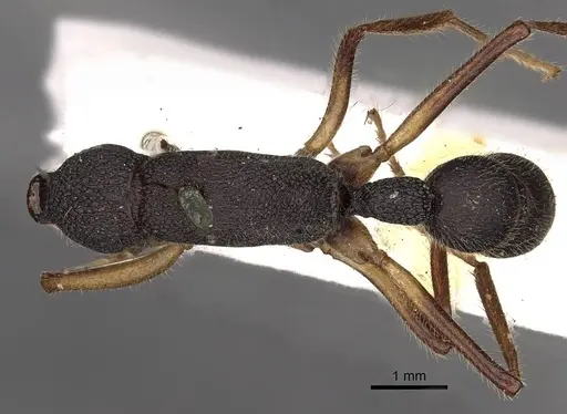Harpegnathos venator specimen CASENT0900661 image casent0900661_1