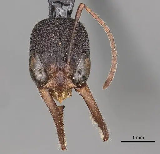 Harpegnathos venator specimen CASENT0900661 image casent0900661_2