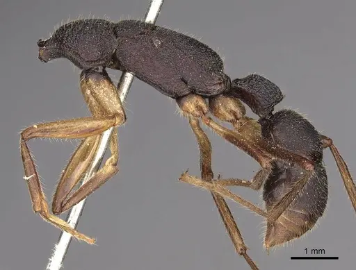 Harpegnathos venator specimen CASENT0900661 image casent0900661_3