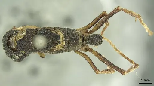 Harpegnathos venator specimen CASENT0915652 image casent0915652_1