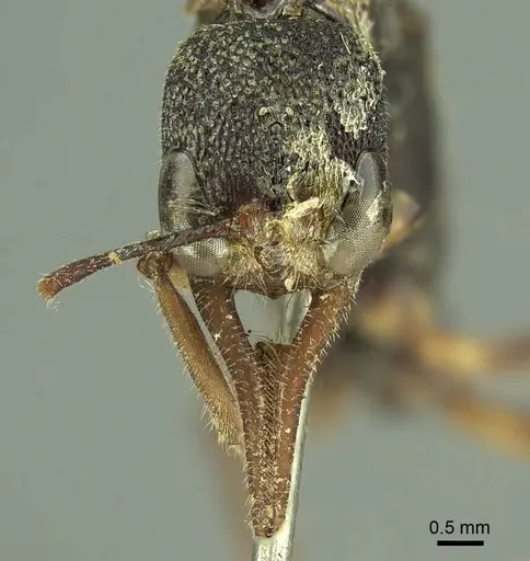 Harpegnathos venator specimen CASENT0915652 image casent0915652_2