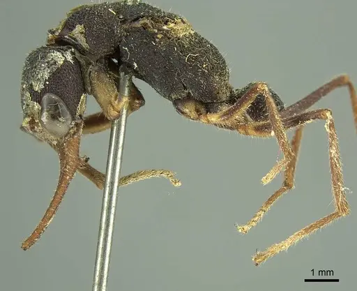 Harpegnathos venator specimen CASENT0915652 image casent0915652_3