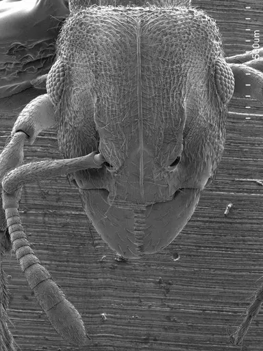 Heteroponera brounii specimen ANTWEB1008533 image antweb1008533_2