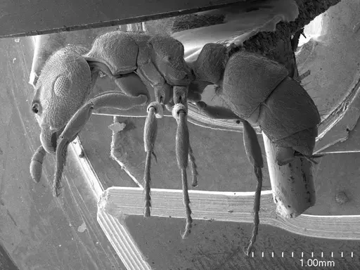Heteroponera brounii specimen ANTWEB1008533 image antweb1008533_3