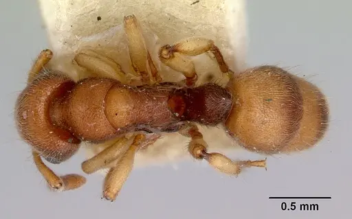 Heteroponera brounii specimen CASENT0172105 image casent0172105_1
