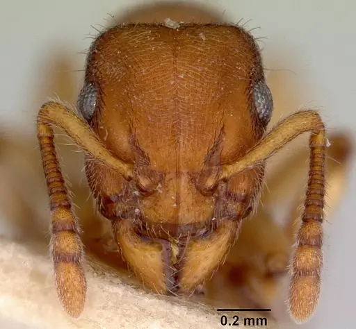 Heteroponera brounii specimen CASENT0172105 image casent0172105_2