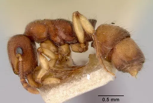 Heteroponera brounii specimen CASENT0172105 image casent0172105_3