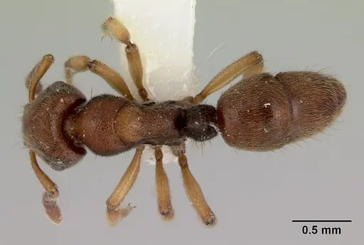 Heteroponera brounii specimen CASENT0172107 image casent0172107_1