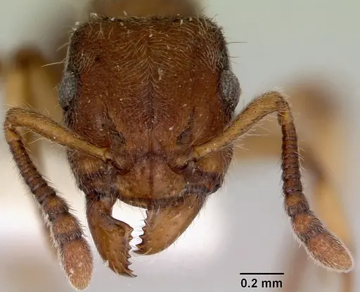 Heteroponera brounii specimen CASENT0172107 image casent0172107_2