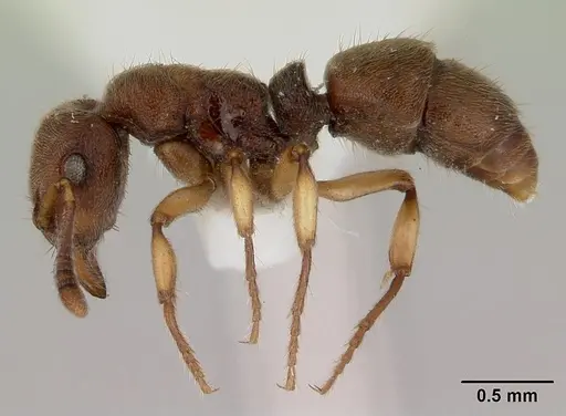 Heteroponera brounii specimen CASENT0172107 image casent0172107_3