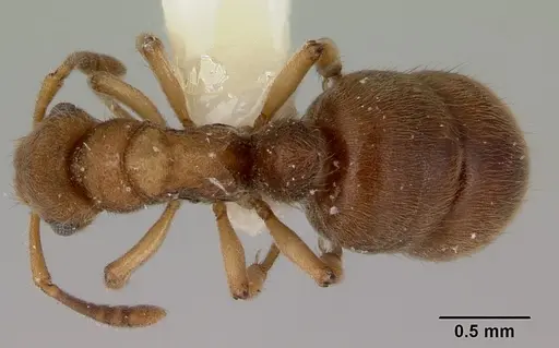 Heteroponera brounii specimen CASENT0172108 image casent0172108_1