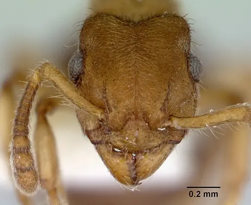 Heteroponera brounii specimen CASENT0172108 image casent0172108_2