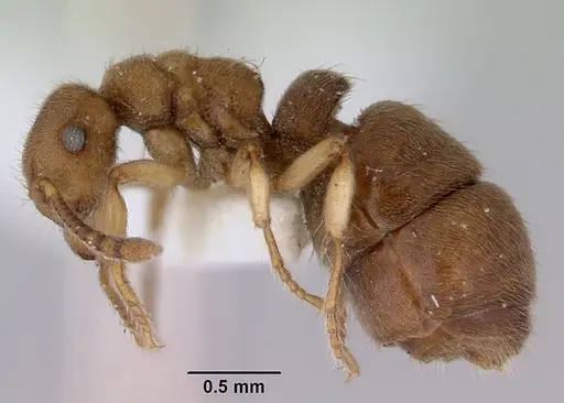 Heteroponera brounii specimen CASENT0172108 image casent0172108_3