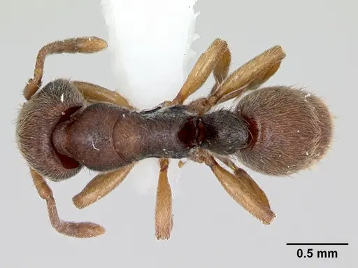 Heteroponera brounii specimen CASENT0172939 image casent0172939_1