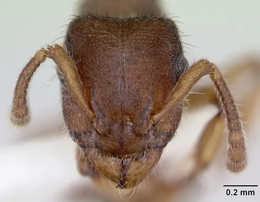 Heteroponera brounii specimen CASENT0172939 image casent0172939_2