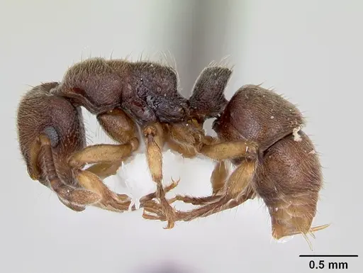 Heteroponera brounii specimen CASENT0172939 image casent0172939_3